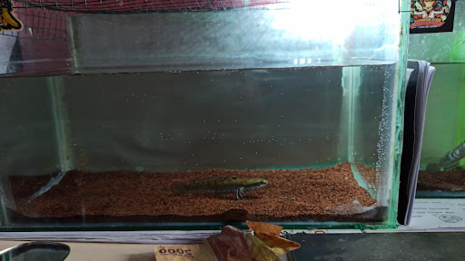 Kost Biru